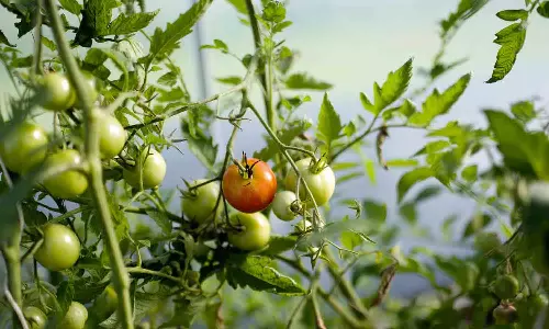 வயல்களிலேயே தக்காளி செடிகளை  அழிக்கும்  விவசாயிகள்