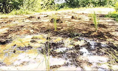 குண்டும் குழியுமான சாலையில் நாற்று நட்டு பொதுமக்கள் போராட்டம்