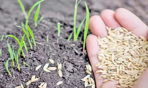 சட்ட விதிகளை மீறியதாக 5610 கிலோ விதைகளை விற்க தடை