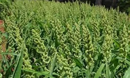 விவசாயிகள் சிறுதானிய பயிர்களை பயிரிட்டு நல்ல லாபம் பெறலாம், அதிகாரி தகவல்