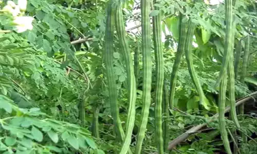 முருங்கைக்காய் கிலோ ரூ.23-க்கு விற்பனை - விவசாயிகள் மகிழ்ச்சி