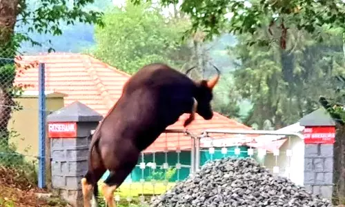 குன்னூர் அருகே குடியிருப்பு பகுதியில் சுற்றித்திரியும் வனவிலங்குகளால் பொதுமக்கள் பீதி