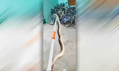 அரசு பள்ளியில் சாரை பாம்பு புகுந்ததால் பரபரப்பு