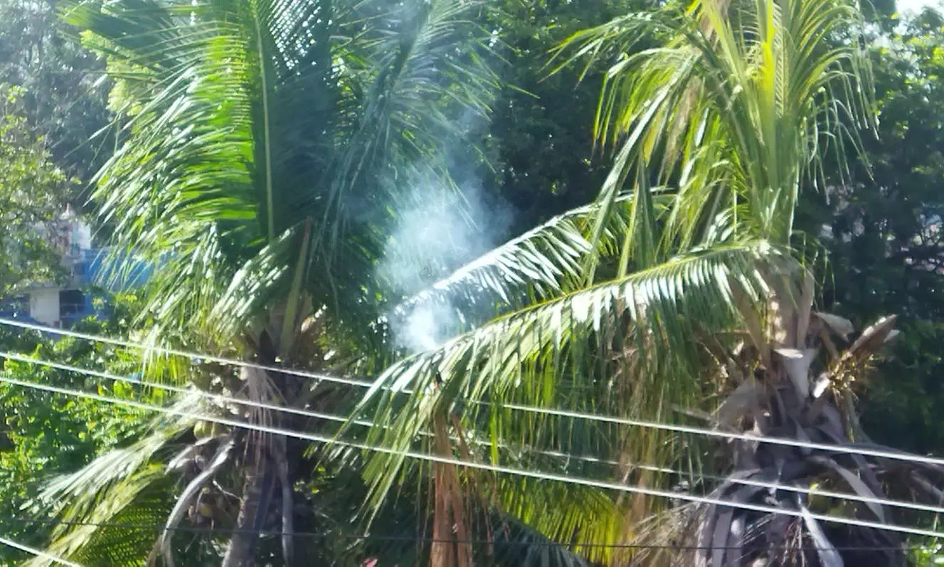 தீ பிடித்து எரிந்த தென்னை மரம் தீ பிடித்து எரிந்த தென்னை மரம்