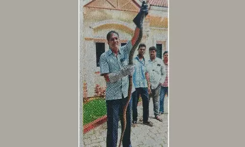 திருப்பதி விருந்தினர் மாளிகையில் 8 அடி நீள பாம்பு புகுந்தது