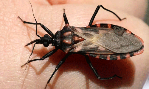 விஷ பூச்சி கடித்து மூதாட்டி சாவு