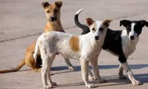 குன்னூரில் தெருநாய் தொல்லைகளை கட்டுப்படுத்த  நடவடிக்கை எடுக்க வேண்டும்-கவுன்சிலர்கள் கோரிக்கை