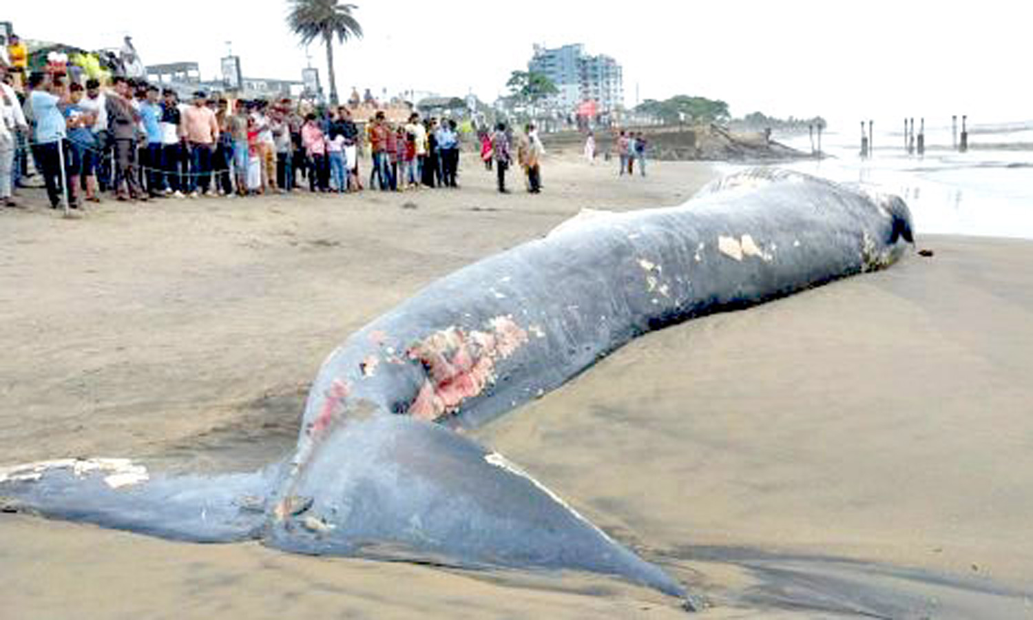 கோழிக்கோடு கடற்கரையில்  நீல திமிங்கலம் கரை ஒதுங்கியது