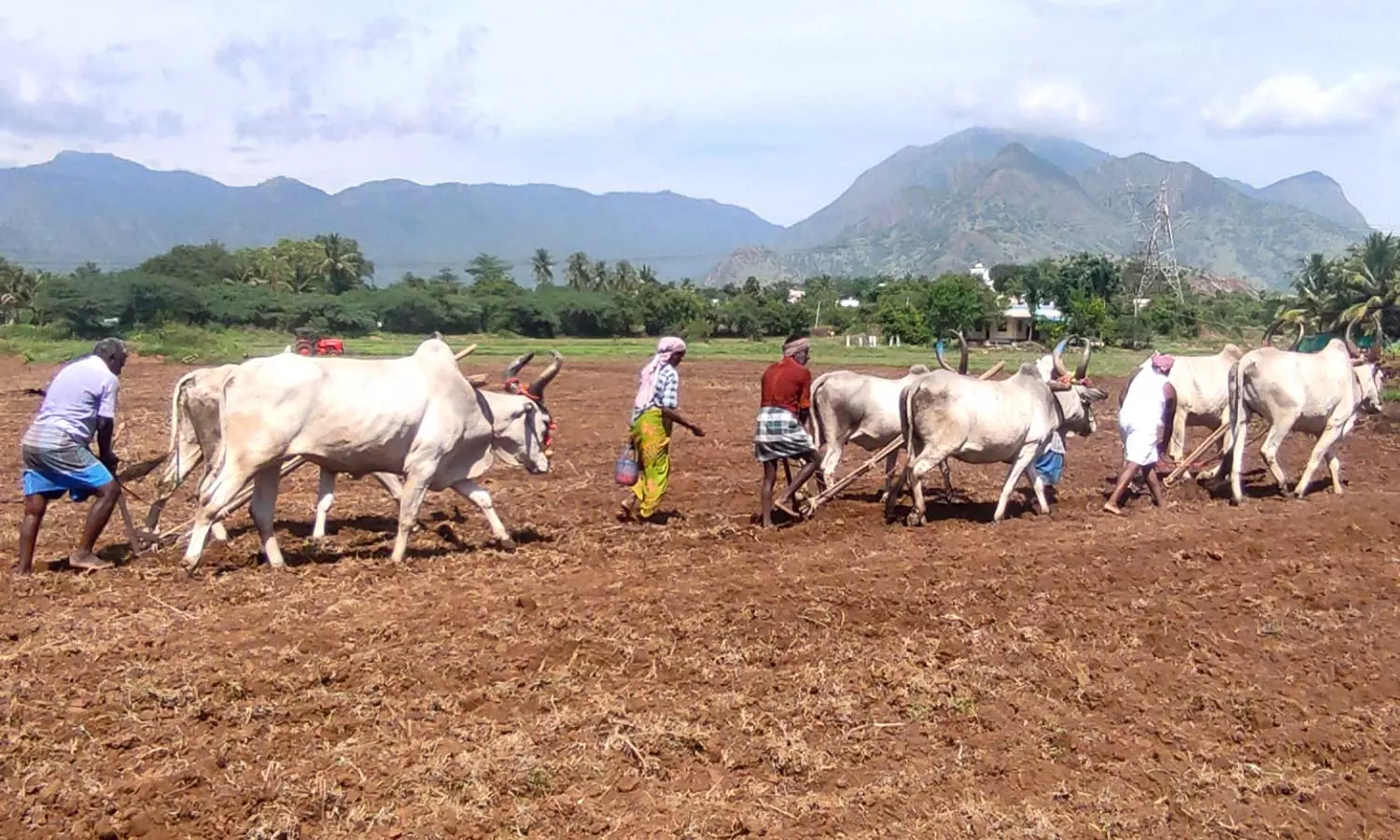 ஆத்தூர் பகுதியில் ஏர் பூட்டி உழவு பணி மேற்கொள்ளும் விவசாயிகள் ஆத்தூர் பகுதியில் ஏர் பூட்டி உழவு பணி மேற்கொள்ளும் விவசாயிகள்