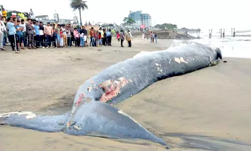 கோழிக்கோடு கடற்கரையில்  நீல திமிங்கலம் கரை ஒதுங்கியது
