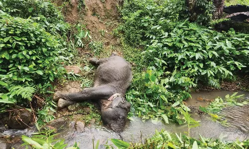 பூதப்பாண்டி அருகே தனியார் தோட்டத்தில் இறந்து கிடந்த பெண் யானை