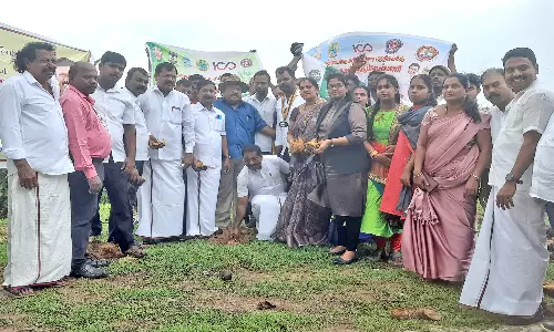 கன்னியாகுமரி கடற்கரையில் 6000 பனை விதைகள் நடும் பணி