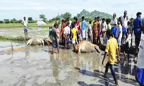 மின்சாரம் தாக்கி 2 மாடுகள் பலி