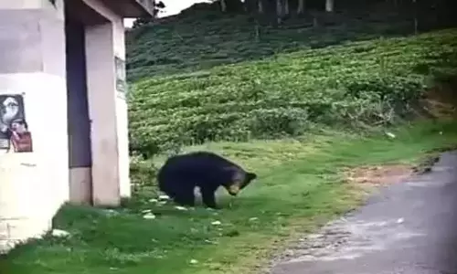 நள்ளிரவில் வீட்டுக்குள் புகுந்த கரடி