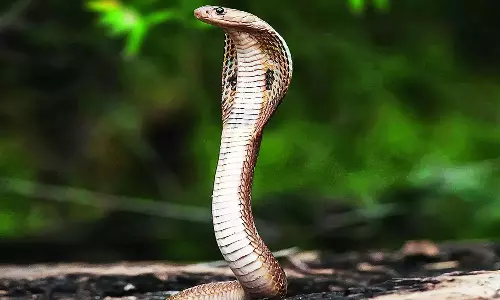 கோவையில் குடியிருப்புக்குள் புகுந்த 2 பாம்புகள் மீட்பு