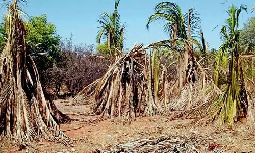 வறட்சியால் கருகும் தென்னை மரங்கள் - உரிய இழப்பீடு வழங்க விவசாயிகள் கோரிக்கை