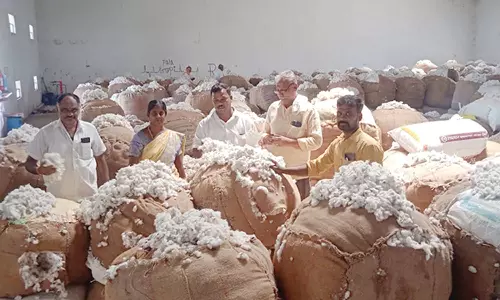 பாபநாசம் ஒழுங்குமுறை விற்பனை கூடத்தில் பருத்தி ஏலம்