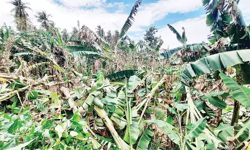அறுவடைக்கு தயாரான 5 ஆயிரம் வாழை மரங்கள் சாய்ந்தது