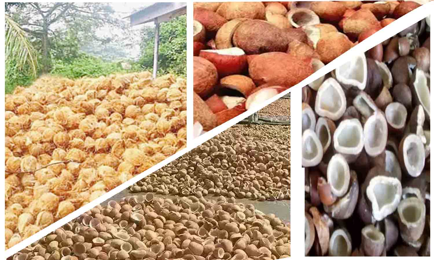 முத்தூர் ஒழுங்குமுறை விற்பனை கூடத்தில் 9 டன் வேளாண் விளைபொருட்கள் ஏலம்