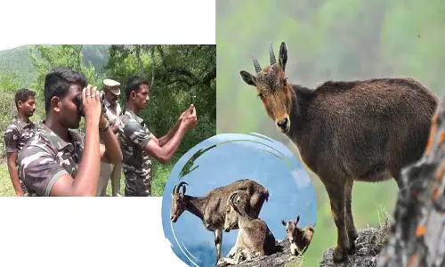 வரையாடுகள் கணக்கெடுக்க வனத்துறை திட்டம்