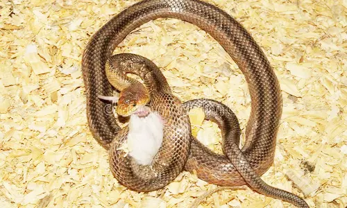 2 வீடுகளுக்குள் புகுந்த பாம்பு மீட்பு