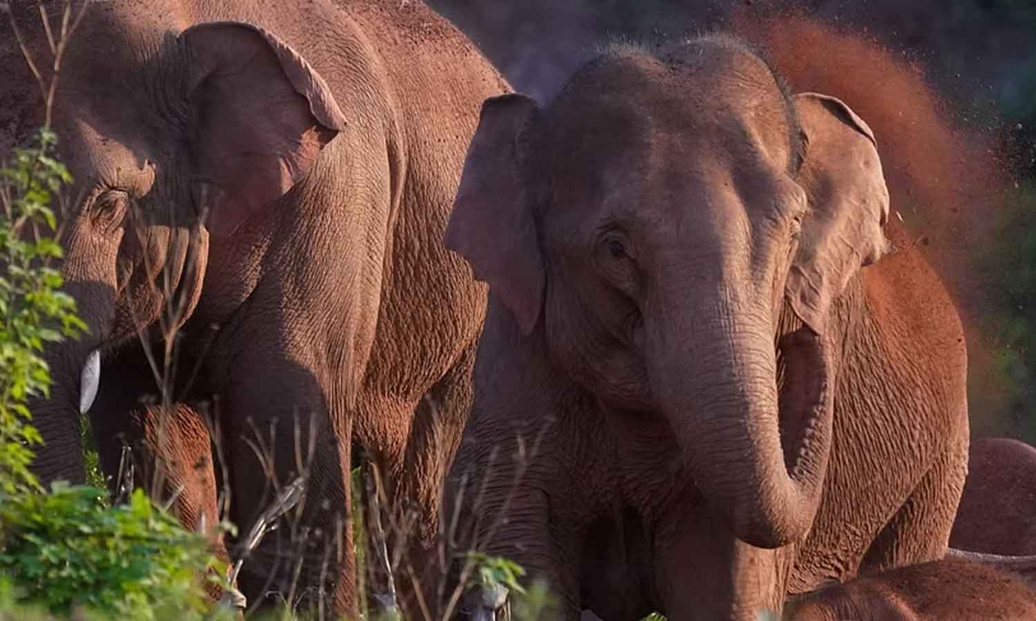 கடம்பூர் வனப்பகுதியில் இறந்து கிடந்த மக்னா யானை