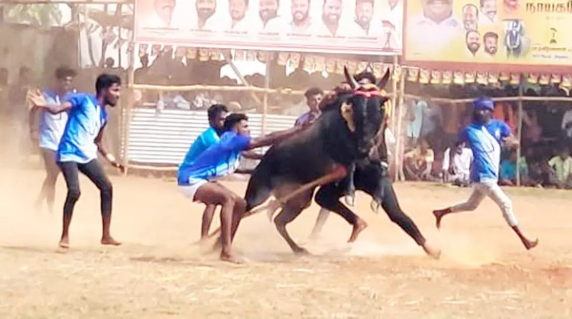 வட மஞ்சு விரட்டு போட்டி வட மஞ்சு விரட்டு போட்டி