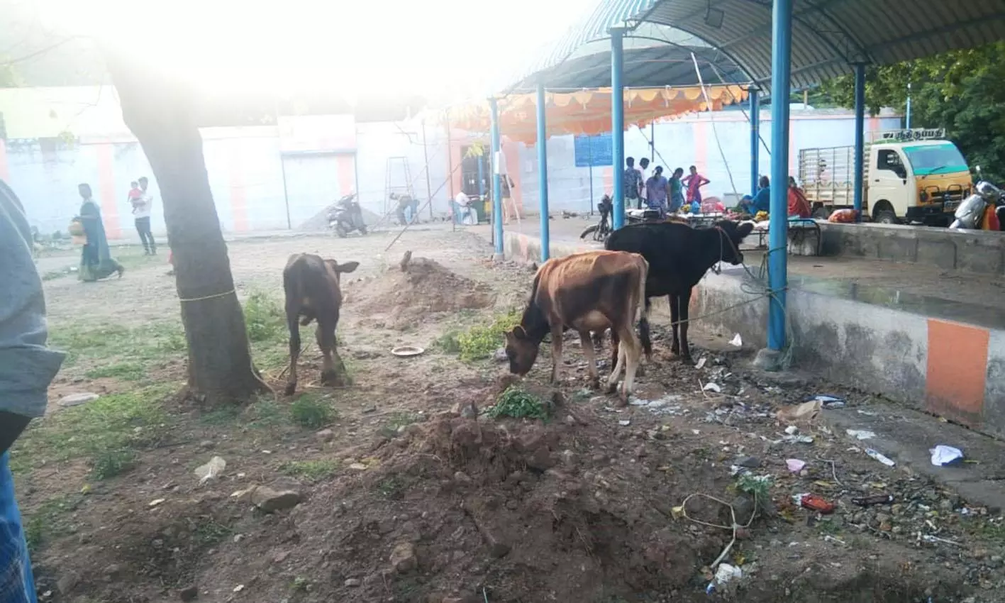 மணியம்பாடி கோவிலில் பக்தர்தர்கள் நேர்ந்துவிட்ட மாடு, கன்றுகள் ஏலம் மணியம்பாடி கோவிலில் பக்தர்தர்கள் நேர்ந்துவிட்ட மாடு, கன்றுகள் ஏலம்