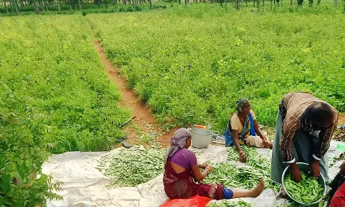 தரமில்லாத விதைகளால் அவரையில் நோய் தாக்கம் ஏற்பட்டு விளைச்சல் பாதிப்பு -விவசாயிகள் கவலை