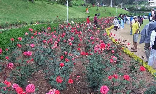 2-வது சீசன் களைகட்டியது: ஊட்டி தாவரவியல் பூங்காவுக்கு 4 நாளில் 80 ஆயிரம் பேர் வருகை