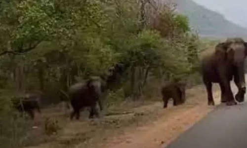 ஆசனூரில் குட்டிகளுடன் உலா வரும் யானைகளால் வாகன ஓட்டிகள் அச்சம்