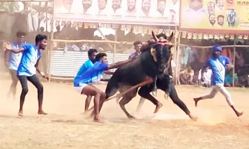 வட மஞ்சு விரட்டு போட்டி