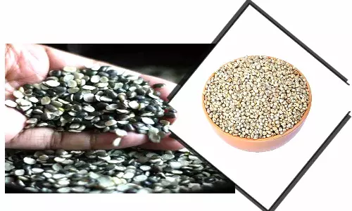 கம்பு செயல் விளக்கத்திடல் அமைக்க மானியம் - வேளாண்மைத்துறையினர் தகவல்