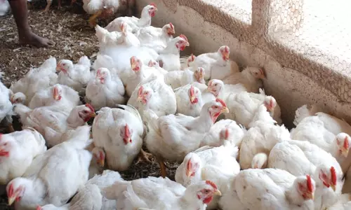 கறிக்கோழி விலை 2 ரூபாய் உயர்வு