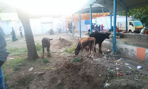 மணியம்பாடி கோவிலில் பக்தர்தர்கள் நேர்ந்துவிட்ட மாடு, கன்றுகள் ஏலம்