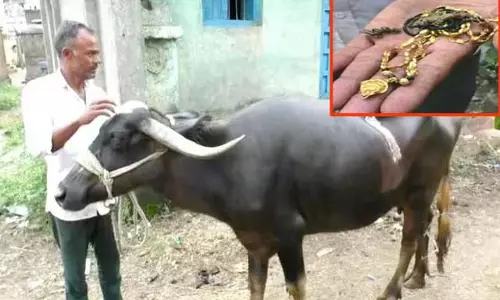 தாலி செயினை விழுங்கிய எருமை மாடு