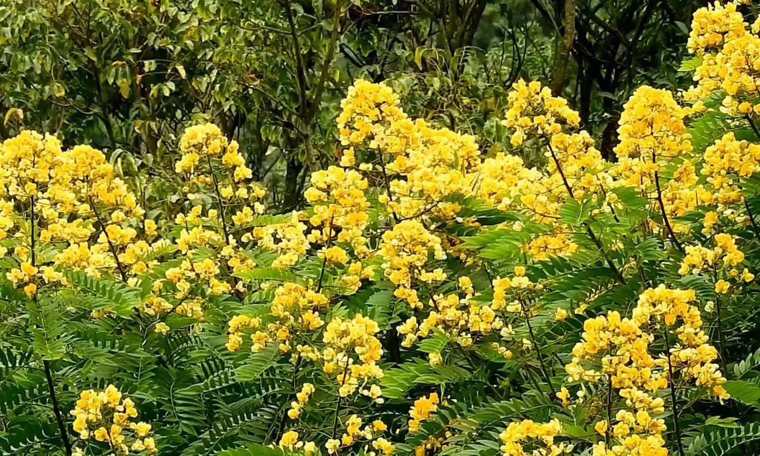 கொடைக்கானலில் சுற்றுலா பயணிகளை கவர்ந்து இழுக்கும் போயின் சியானா மலர்கள் கொடைக்கானலில் சுற்றுலா பயணிகளை கவர்ந்து இழுக்கும் போயின் சியானா மலர்கள்