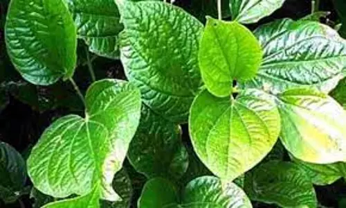 வெற்றிலை விலை வீழ்ச்சியால் விவசாயிகள் கவலை