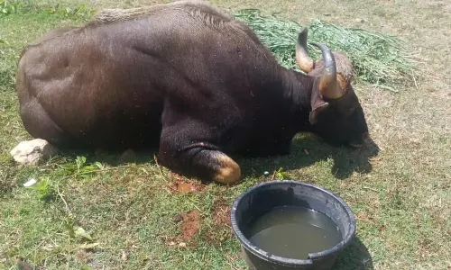 கல்குவாரி பள்ளத்தில் தவறி விழுந்து காட்டெருமை உயிரிழப்பு