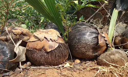 27 லட்சம் பனை, மரக்கன்று நடும் பணி தீவிரம்