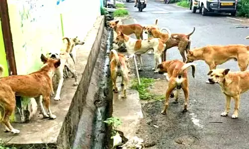 தெருவில் விளையாடிய சிறுவனை கடித்து குதறிய நாய்கள்