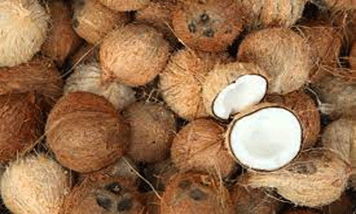 வெப்பிலி விற்பனை கூடத்தில் தேங்காய் ஏலம்