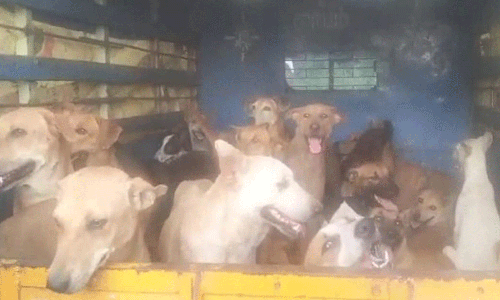 தெரு நாய்களை பிடித்து வேனில் கடத்த முயன்ற கும்பலால் பரபரப்பு