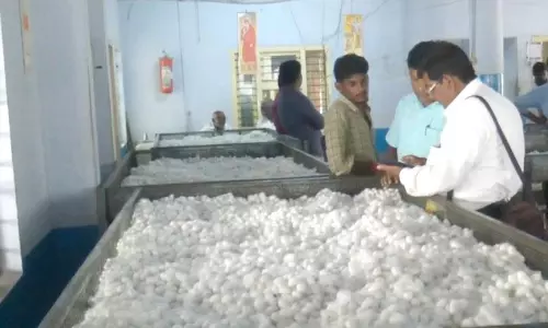 தருமபுரி ஏல அங்காடியில் பட்டுக்கூடுகள் வரத்து அதிகரித்தது