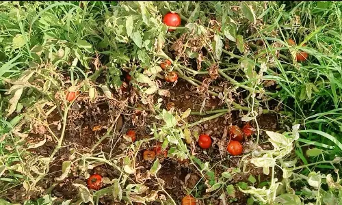 போடி பகுதியில் தக்காளி விலை சரிவால் பறிக்காமல் விடும் விவசாயிகள் - செடியிலேயே அழுகும் அவலம்