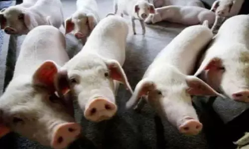 இறந்து கிடந்த காட்டுப்பன்றிக்கு பாதிப்பு: ஆப்ரிக்கன் பன்றி காய்ச்சல் வைரஸ் கோழிக்கோட்டில் கண்டுபிடிப்பு