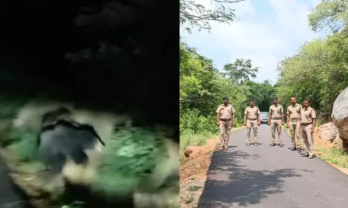 மலைபாதையில் கரடி நடமாட்டம்