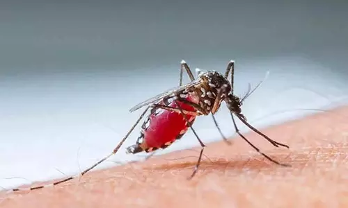 டெங்கு காய்ச்சலை ஏற்படுத்தும் கொசுக்களை கட்டுப்படுத்துவது எப்படி? கோவை சுகாதாரத்துறை துணை இயக்குனர் தகவல்