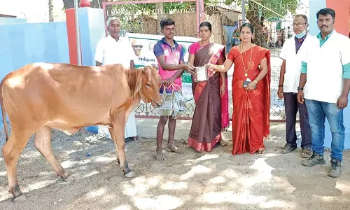 ஆலங்குளம் அருகே சிறப்பு கால்நடை சுகாதார முகாம்