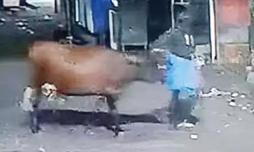 சாத்தான்குளத்தில் மேய்சலுக்கு சென்ற மாட்டை திருடி சென்ற மர்மநபர் - சி.சி.டி.வி. காட்சி மூலம் போலீசார் விசாரணை